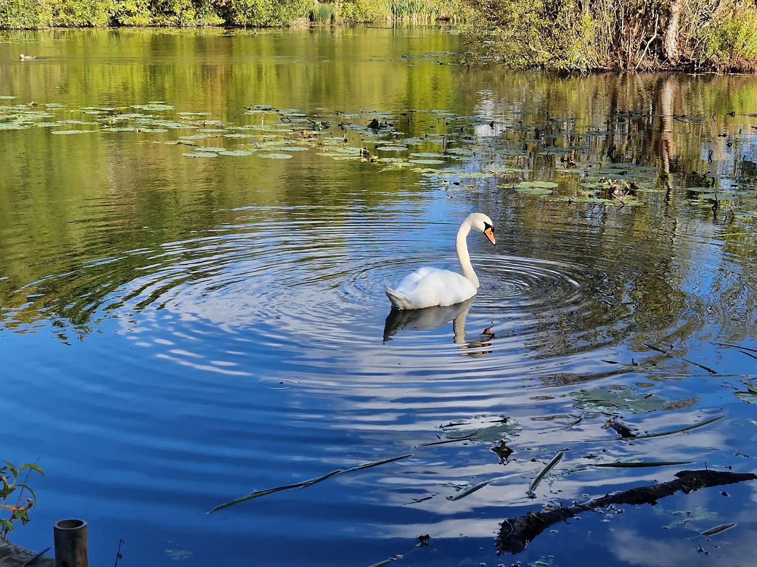 Rixton Clay Pits photo 12