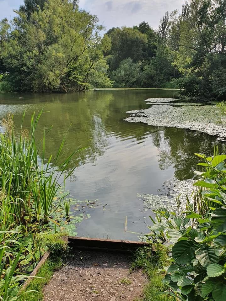 Phoenix Park Lake, Runcorn photo 6