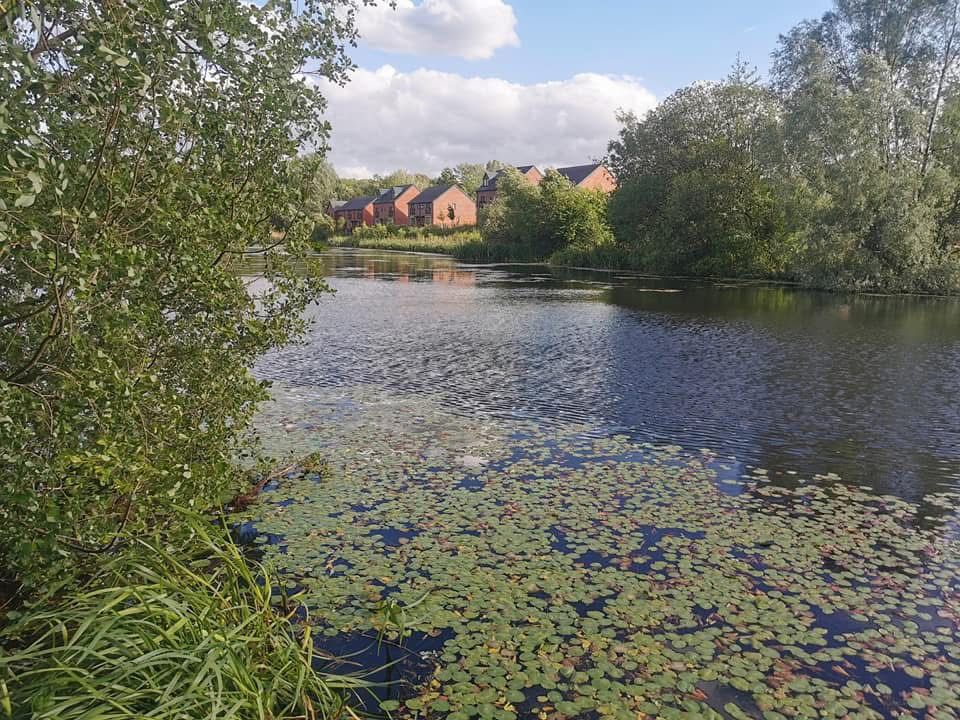 Phoenix Park Lake, Runcorn photo 8