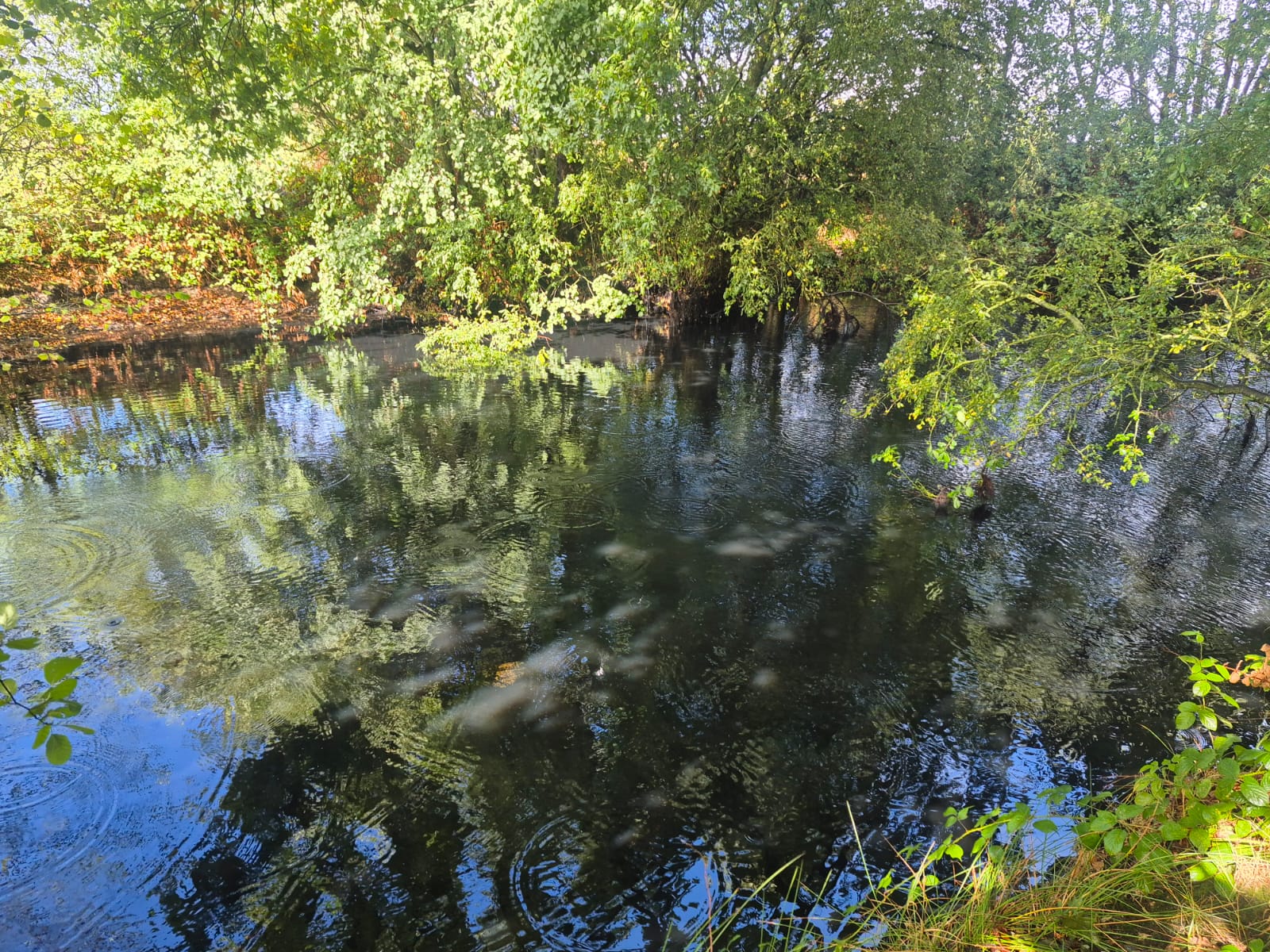  High Legh Fisheries photo 13