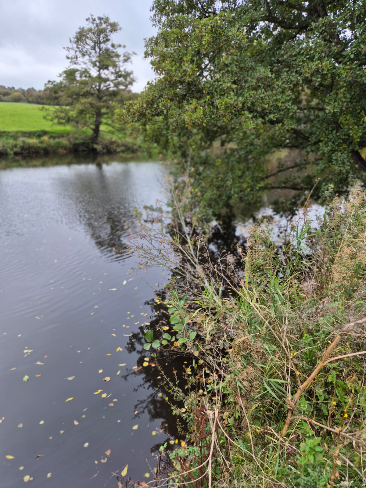 River Derwent – Darley Abbey photo 32