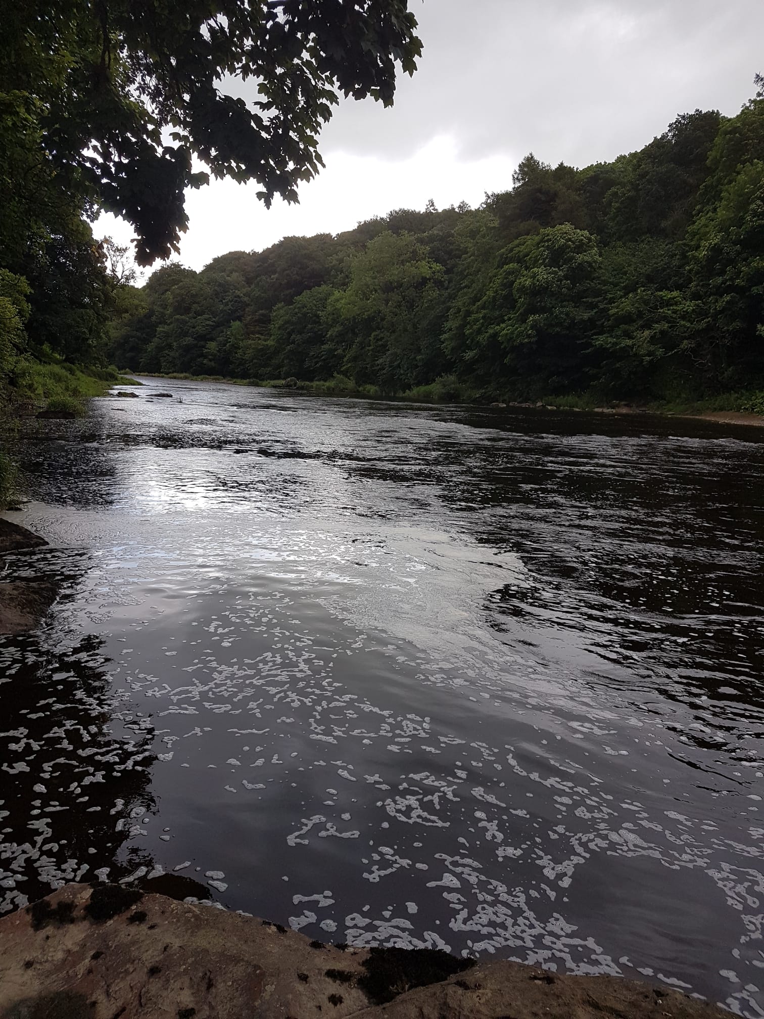 River Ribble – Hurst Green photo 9
