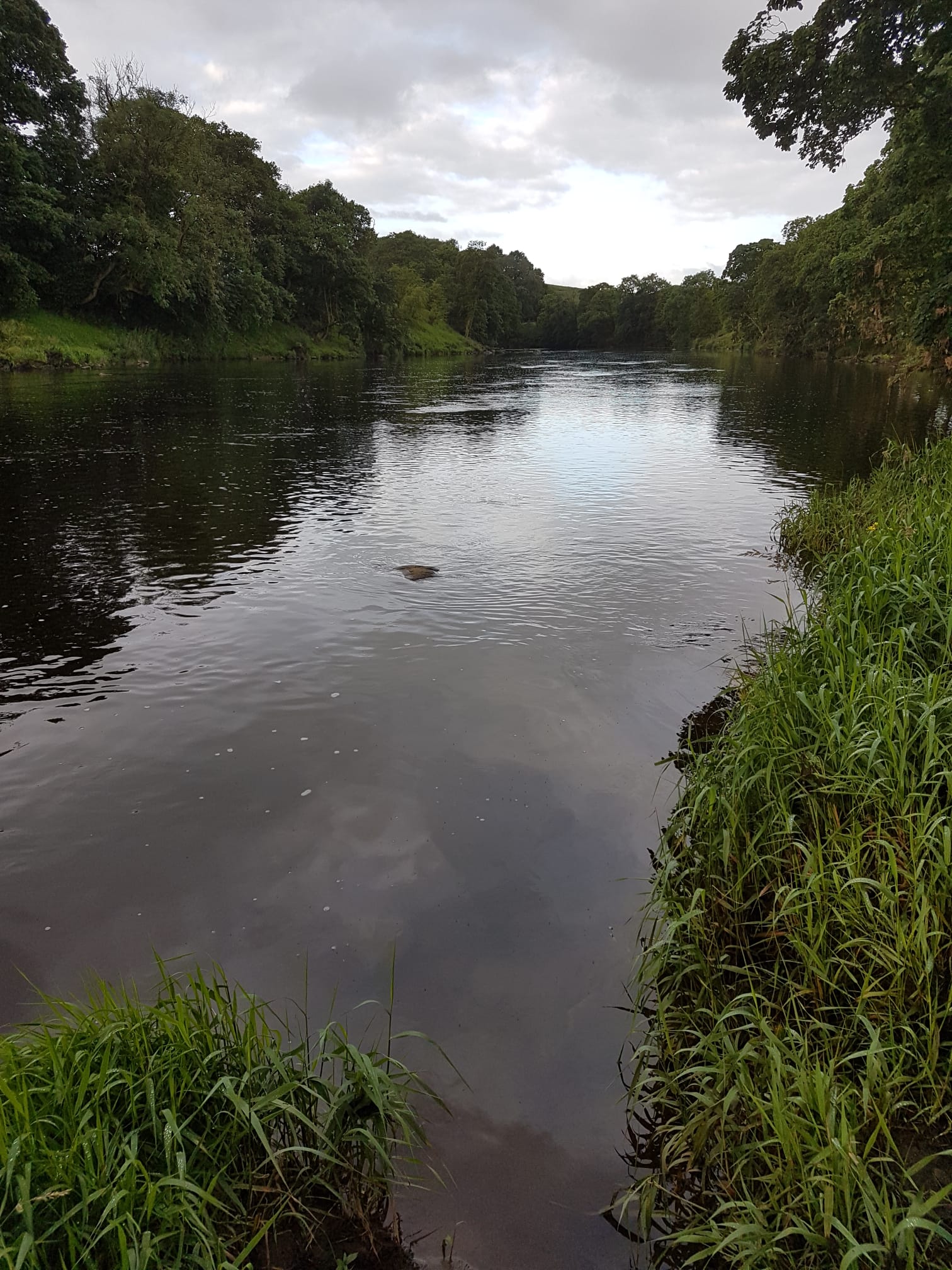 River Ribble – Hurst Green photo 10