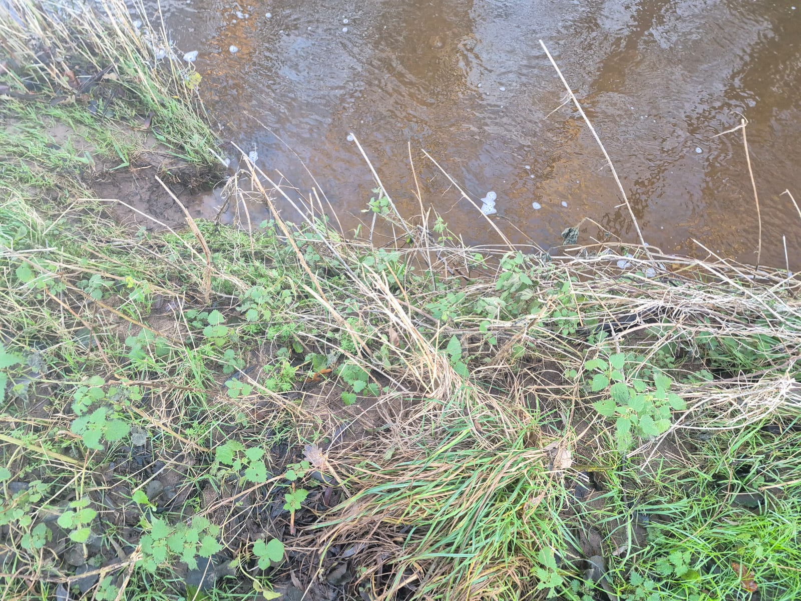 River Dane – Holmes Chapel photo 3